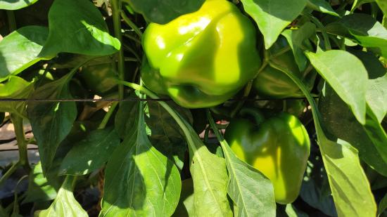grüner Paprika vor der Ernte