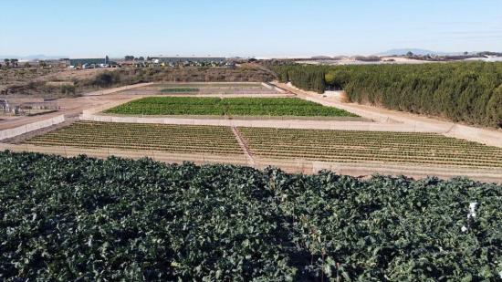Agrarfläche für den Gemüseanbau