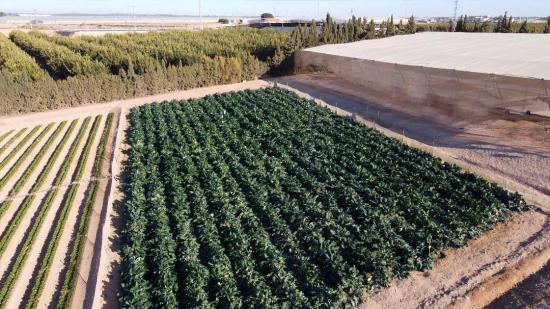 Agrarfläche für den Gemüseanbau