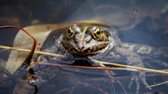 Frosch im Biotop