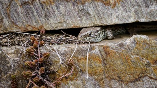 Eidechse in Pfaffstätten