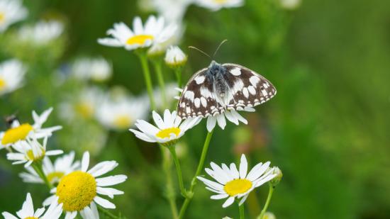 Schmetterling im Living Gardens Pfaffstätten