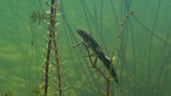 Alpen-Kammmolch Larve im Wasser