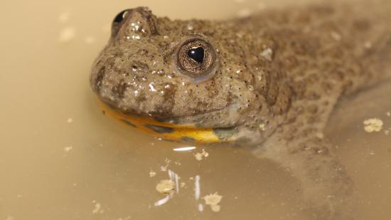 Gelbbauchunke im Wasser