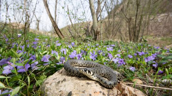 Ringelnatter liegt auf einem Stein im Garten