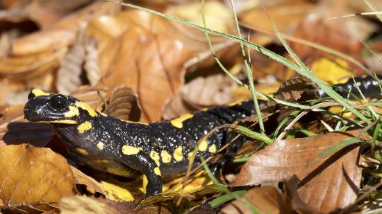 Feuersalamander im Laub