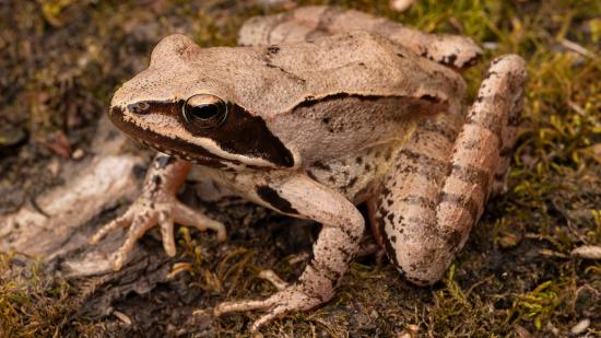 Springfrosch auf dem Waldboden