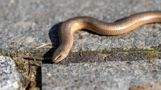 Blindschleiche