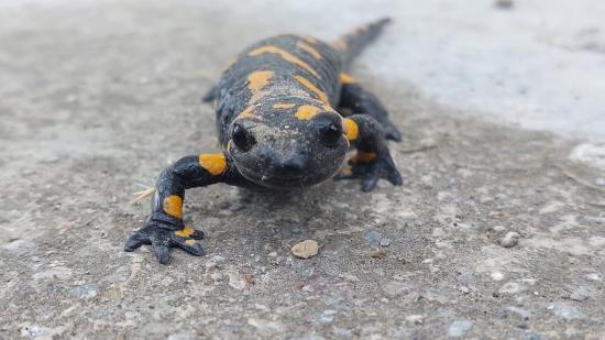 Feuersalamander