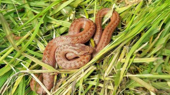 Schlingnatter im Gras