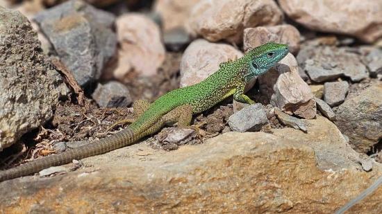 Smaragdeidechse kriecht über Steine