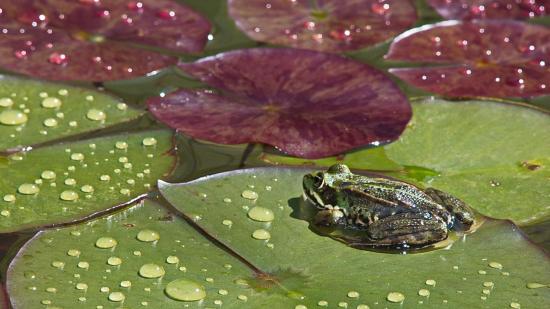 Wasserfrosch auf Seerosenblatt