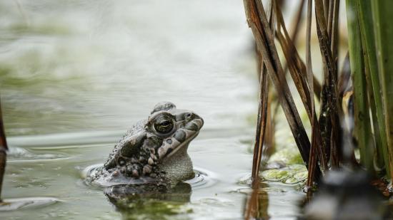 Wechselkröte schaut aus Wasser