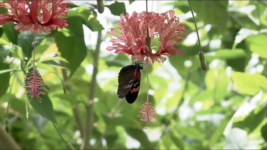 Schmetterlingssterben im Westen Österreichs