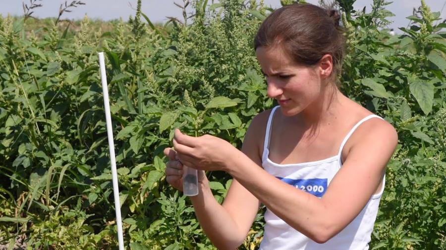 Einblick in ein Forschungsprojekt: Wie der Drahtwurm unsere Erdäpfel bedroht