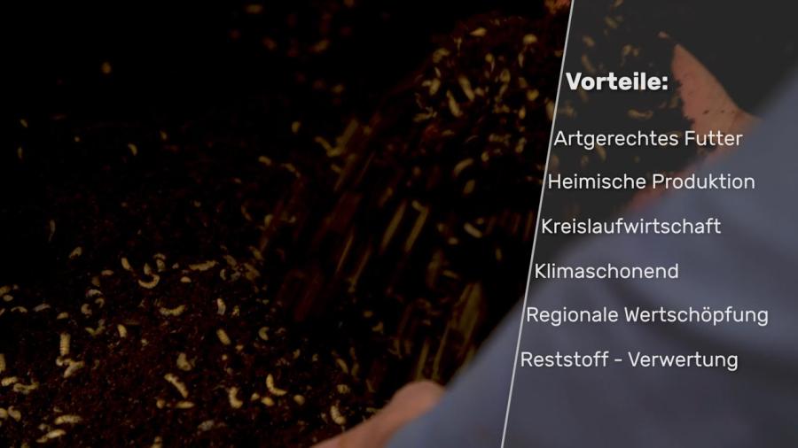 Neues Projekt - Insekten statt Fischmehl