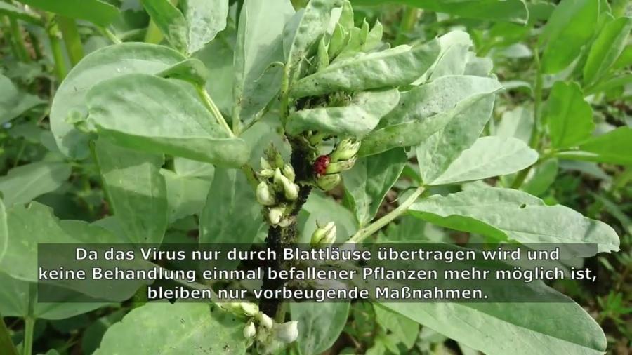 Wie Blühstreifen und Untersaaten Blattläuse auf Ackerbohnen regulieren.