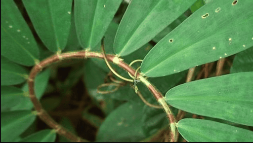 The Knasaimos People on Vimeo