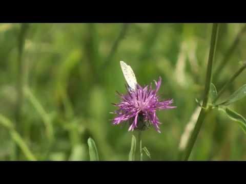 Pestizidtest: Blühstreifen