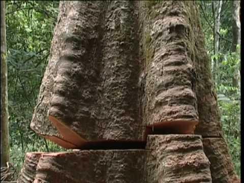 Illegal logging: African stories