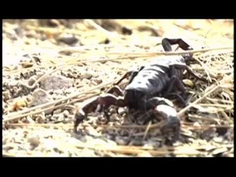 Blaues Gold - Der Krieg der Zukunft (2003)