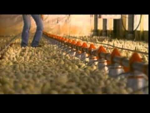 Unser Essen - The Future of Food (2005)