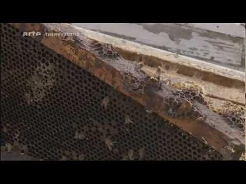 Das Geheimnis des Bienensterbens