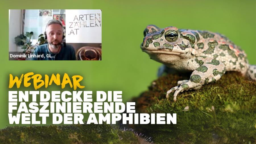 Thumbnail mit einer Kröte und einem Screenshot aus dem Webinar von Dominik Linhard.