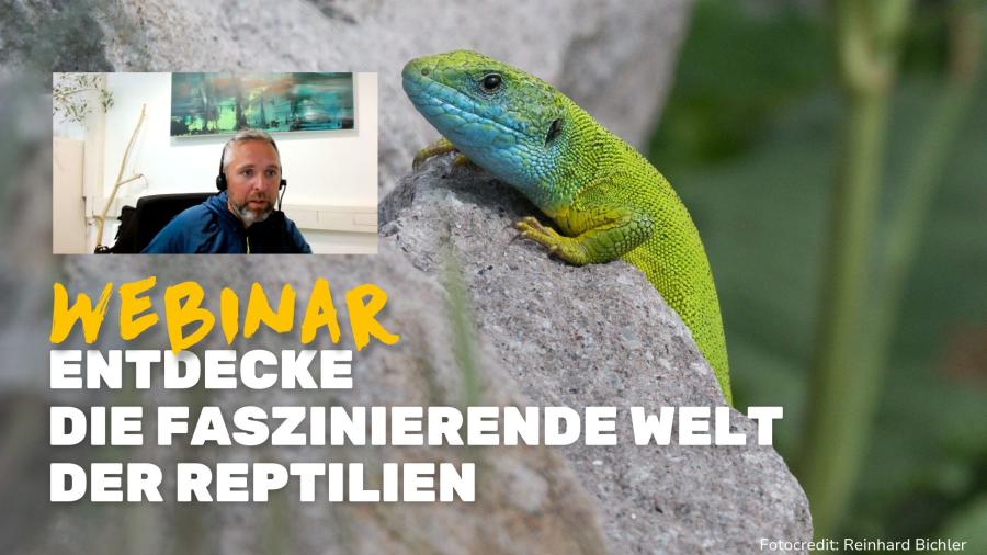 Webinar: Entdeckte die faszinierende Welt der Reptilien