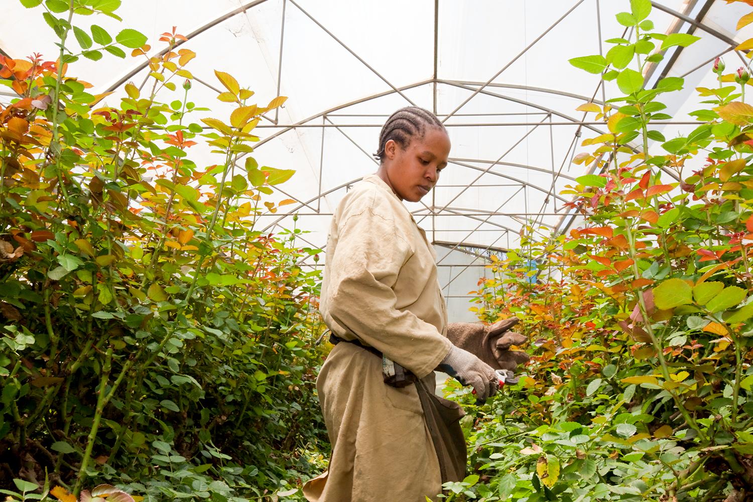 Blumensträuße und Zierpflanzen im PestizidTest GLOBAL 2000