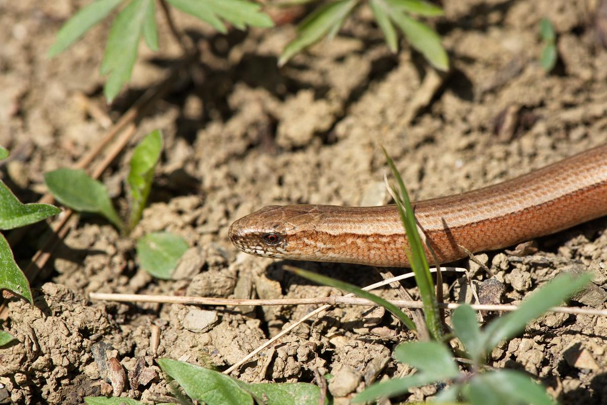 Gefährdete Vielfalt schützen Amphibien und Reptilien im Hausgarten