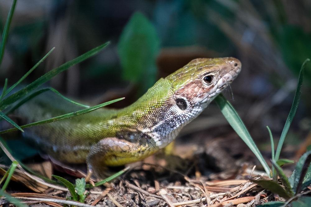 Gefährdete Vielfalt schützen Amphibien und Reptilien im Hausgarten
