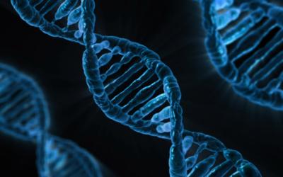 DNA Chromosome