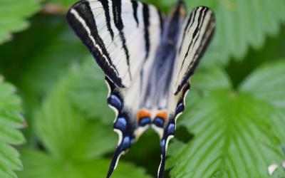 schwarz-weißer Schmetterling auf grünen Blättern