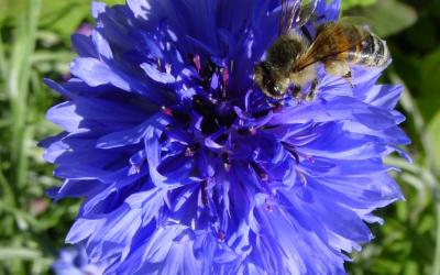 Biene auf Blume