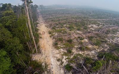Der Regenwald in Indonesien wird gerodet - wegen unseres Hungers nach natürlichen Ressourcen