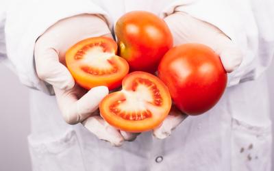 Neue Gentechnik - Laborant hält Tomaten in der Hand
