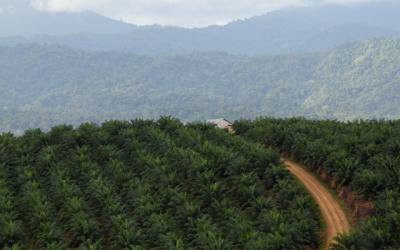 Palmölplantage in Indonesien
