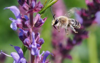 Biene auf Blume