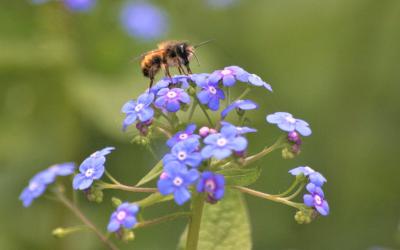 Biene und Blume
