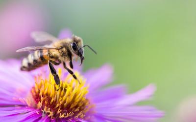 Biene auf einer Blume