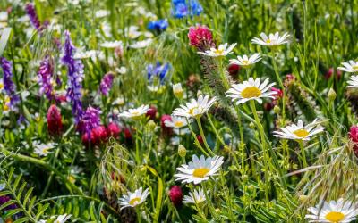Blumenwiese 