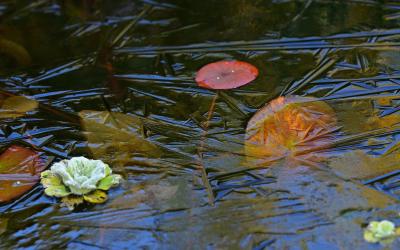 Blätter in gefrorenem Wasser