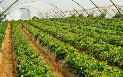 Erdbeeranbau Statusbericht chemische Pflanzenschutzmittel