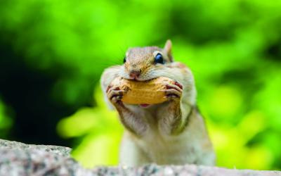 Teaser GLOBAL 2000 Jahresreport 2018 - Streifenhörnchen