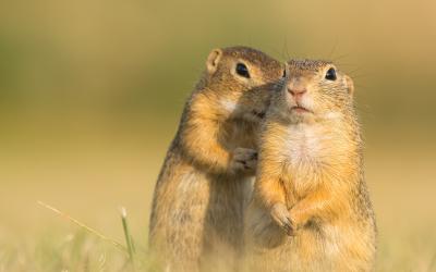 Teaser GLOBAL 2000 Jahresreport 2019 - Ziesel