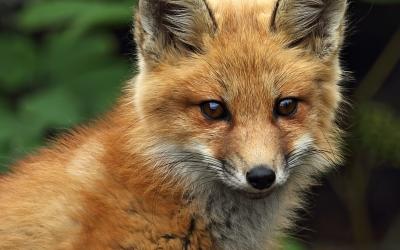 Teaser GLOBAL 2000 Jahresbericht 2021 - Fuchs