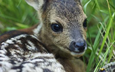 Teaser GLOBAL 2000 Jahresbericht 2021 - Rehkitz in der Wiese