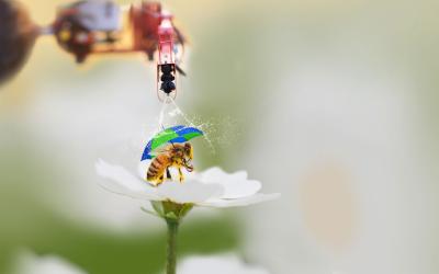 Biene auf Blüte