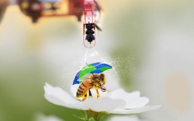 Biene auf Blüte
